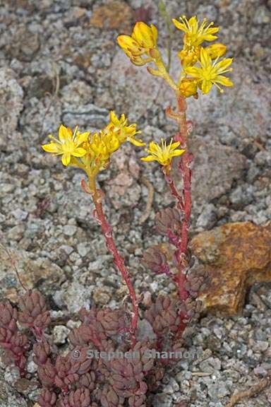 sedum lanceolatum 1 graphic